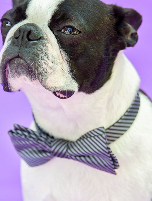A Boston terrier in a bow tie photographed at the clinic