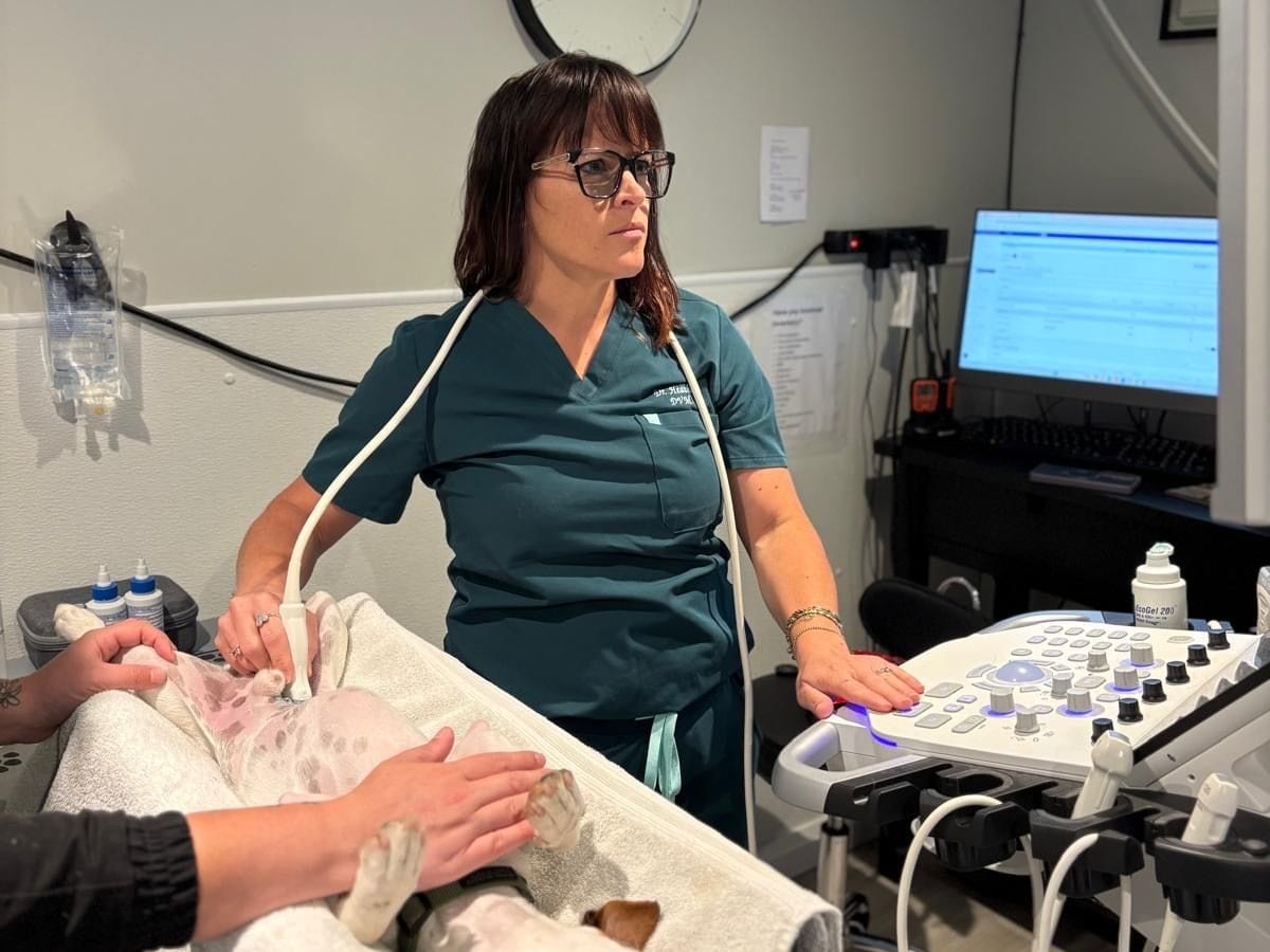 A veterinarian carrying out an ultrasound scan on a small dog at the clinic